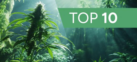10 Cannabis Growing Urban Legends & Myths