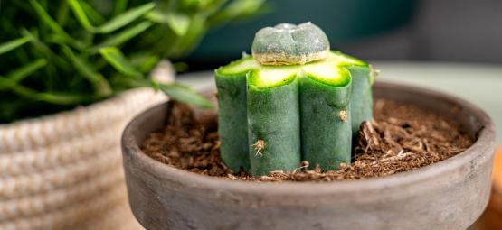 How to Graft Peyote Cactus