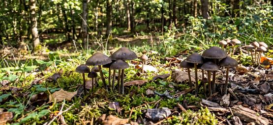 Creating A Magic Mushroom Outdoor Patch