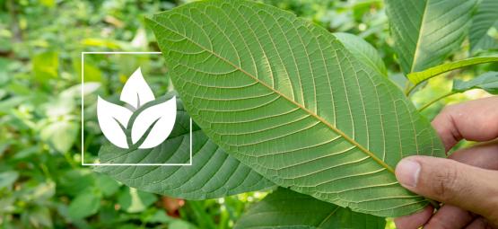The history of kratom use