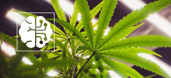 How AI and Automation are revolutionising the Cannabis Industry