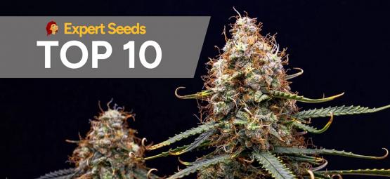 Top 10 best strains by Expert Seeds