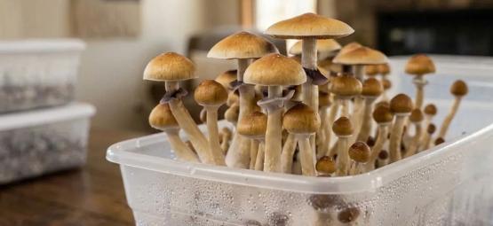 Shoebox Tek: Complete Guide to a Shoebox Mushroom Grow