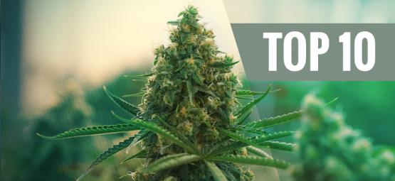 Top 10 Best Cannabis Strains