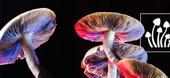 How many types of magic mushrooms exist?