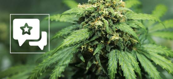 Strain Review: Royal Dwarf