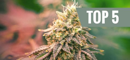 Top 5 Indica Strains For 2025
