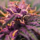 How To Grow Purple Weed 