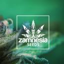 New Zamnesia Strain: Auto Purple CousKush