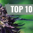 Top 10 Purple Cannabis Strains [2026]