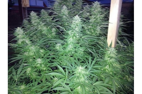 Amnesia Haze (Royal Queen Seeds) feminized Amnesia Haze (Royal Queen Seeds) feminized