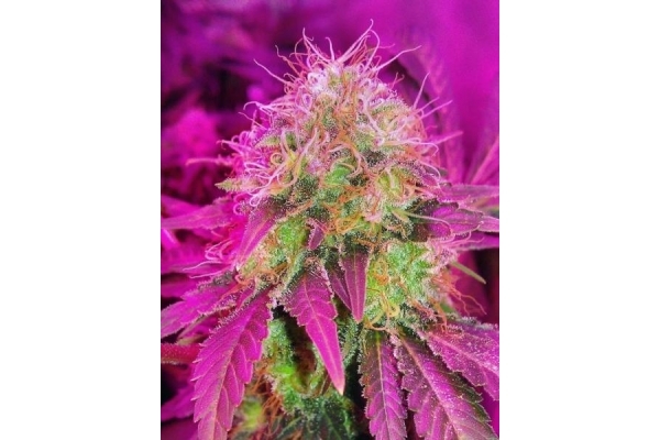 White Widow (Royal Queen Seeds) feminized