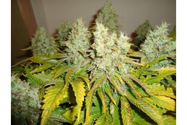 White Widow (Royal Queen Seeds) feminized