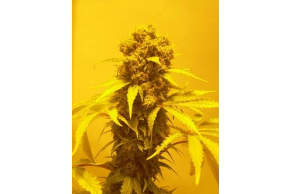 White Widow (Royal Queen Seeds) feminized