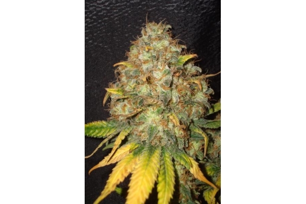 Ice (Royal Queen Seeds) feminized