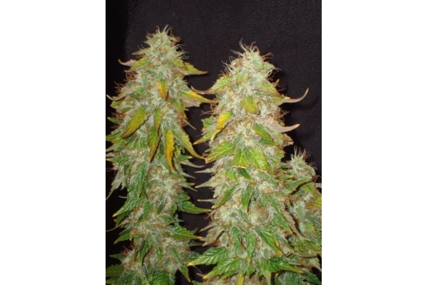 Ice (Royal Queen Seeds) feminized