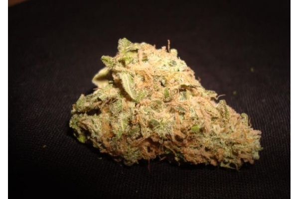 Ice (Royal Queen Seeds) feminized