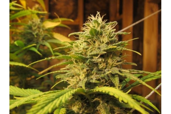 Ice (Royal Queen Seeds) feminized
