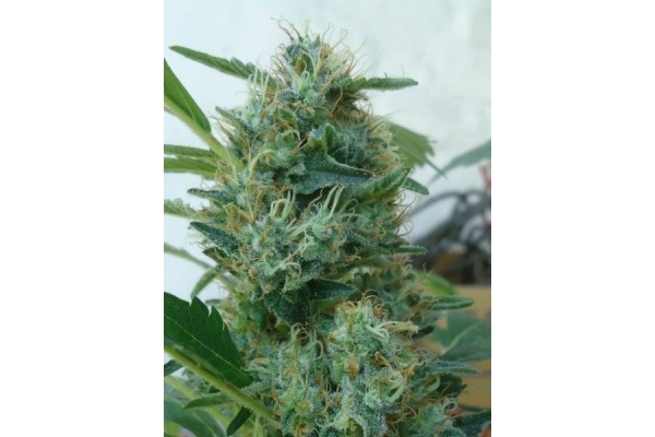 Fruit Spirit (Royal Queen Seeds) feminized Fruit Spirit (Royal Queen Seeds) feminized