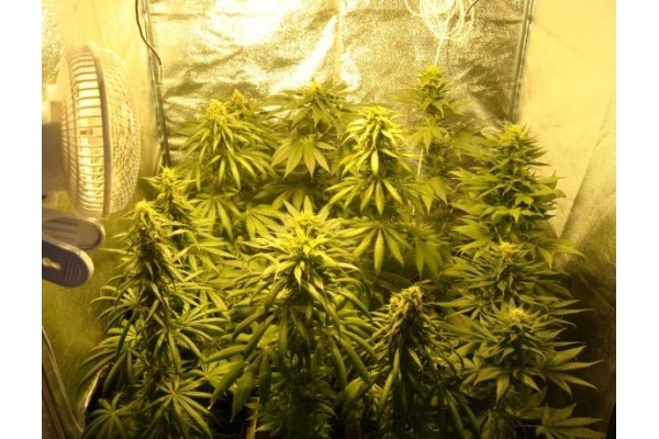 Fruit Spirit (Royal Queen Seeds) feminized