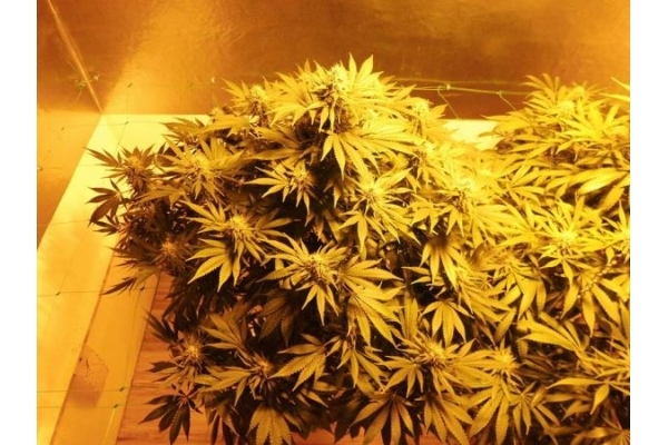 Fruit Spirit (Royal Queen Seeds) feminized Fruit Spirit (Royal Queen Seeds) feminized
