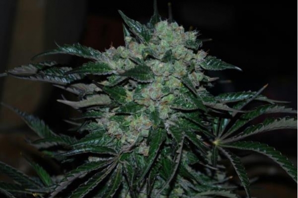 Power Flower (Royal Queen Seeds) feminized Power Flower (Royal Queen Seeds) feminized