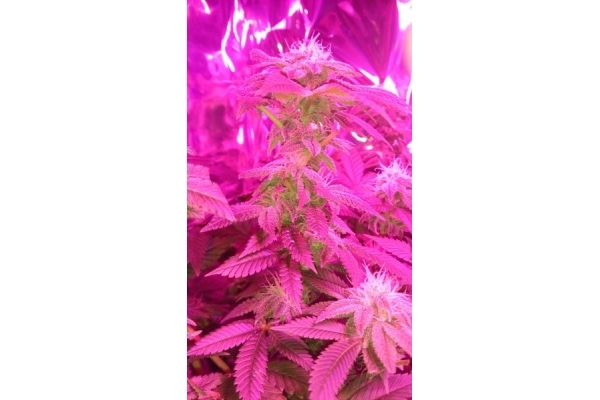 Power Flower (Royal Queen Seeds) feminized Power Flower (Royal Queen Seeds) feminized