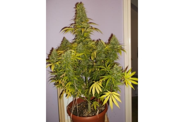 Shining Silver Haze (Royal Queen Seeds) feminized Shining Silver Haze (Royal Queen Seeds) feminized