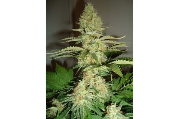 Shining Silver Haze (Royal Queen Seeds) feminized