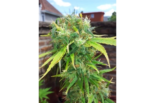 Shining Silver Haze (Royal Queen Seeds) feminized Shining Silver Haze (Royal Queen Seeds) feminized