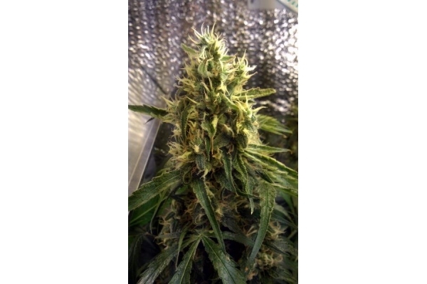 Shining Silver Haze (Royal Queen Seeds) feminized Shining Silver Haze (Royal Queen Seeds) feminized
