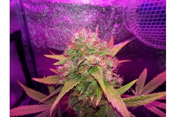 Shining Silver Haze (Royal Queen Seeds) feminized Shining Silver Haze (Royal Queen Seeds) feminized