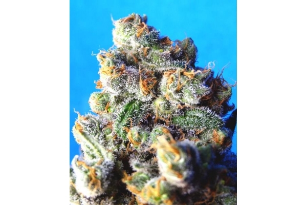 Blue Mystic (Royal Queen Seeds) feminized Blue Mystic (Royal Queen Seeds) feminized