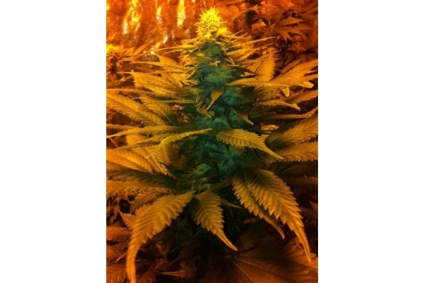 Blue Mystic (Royal Queen Seeds) feminized Blue Mystic (Royal Queen Seeds) feminized