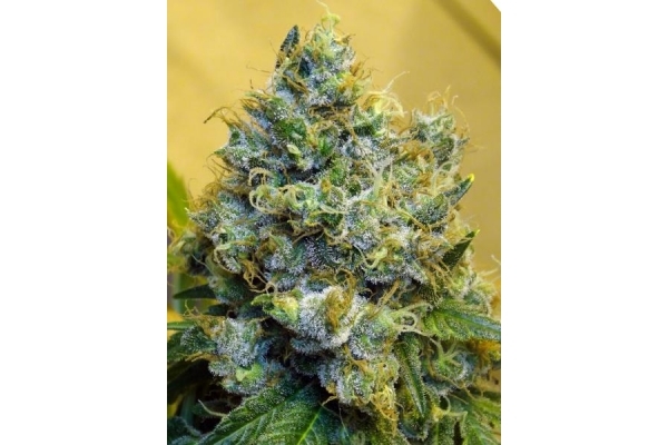 Blue Mystic (Royal Queen Seeds) feminized Blue Mystic (Royal Queen Seeds) feminized