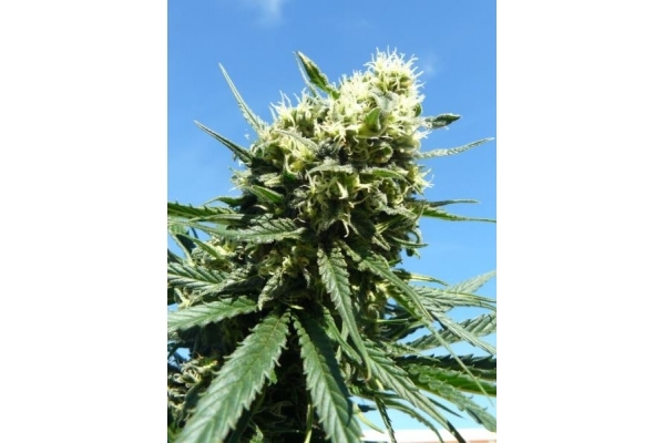 Northern Light (Royal Queen Seeds) feminized