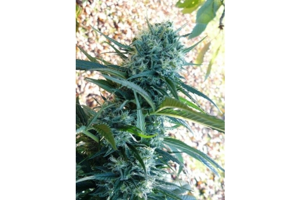 Northern Light (Royal Queen Seeds) feminized