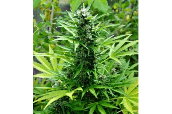 Northern Light (Royal Queen Seeds) feminized Northern Light (Royal Queen Seeds) feminized