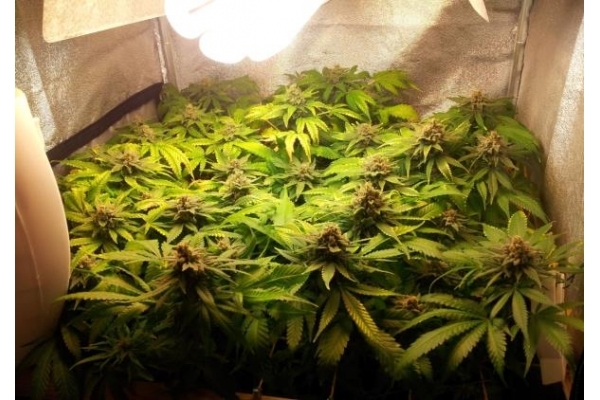 Critical (Royal Queen Seeds) feminized