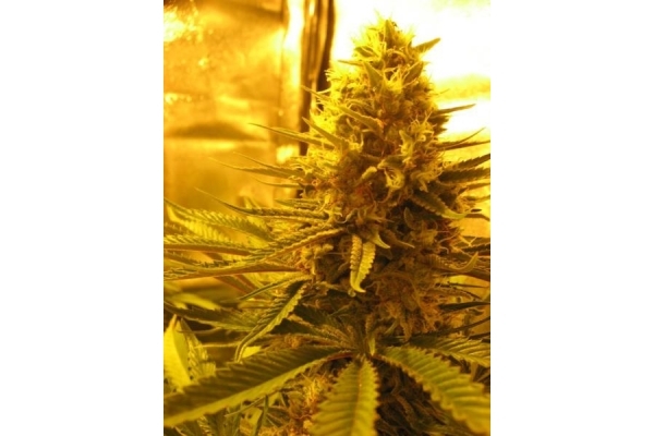 Critical (Royal Queen Seeds) feminized