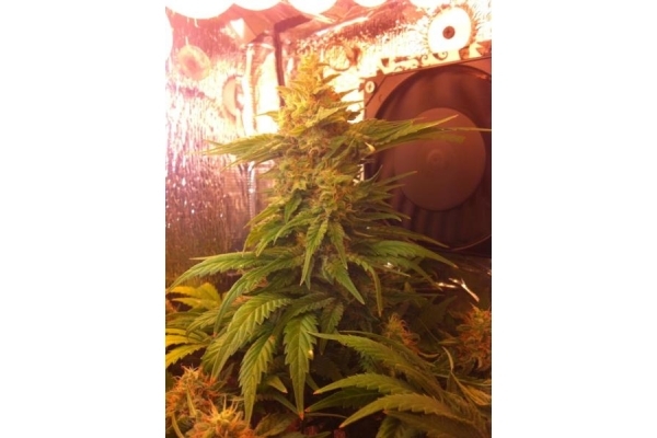 Critical (Royal Queen Seeds) feminized Critical (Royal Queen Seeds) feminized