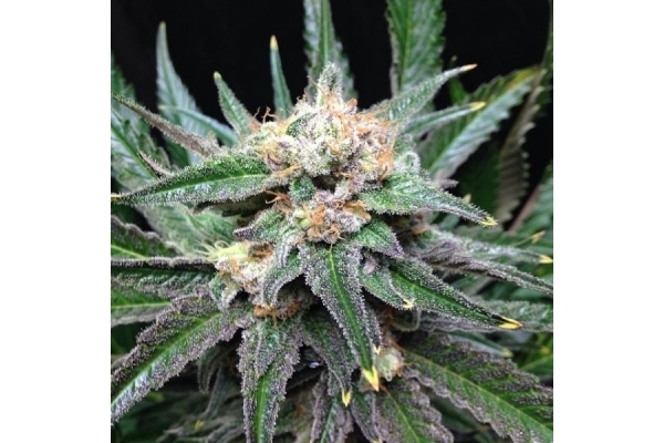 Critical (Royal Queen Seeds) feminized Critical (Royal Queen Seeds) feminized
