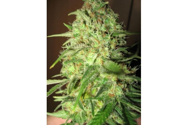 Critical (Royal Queen Seeds) feminized