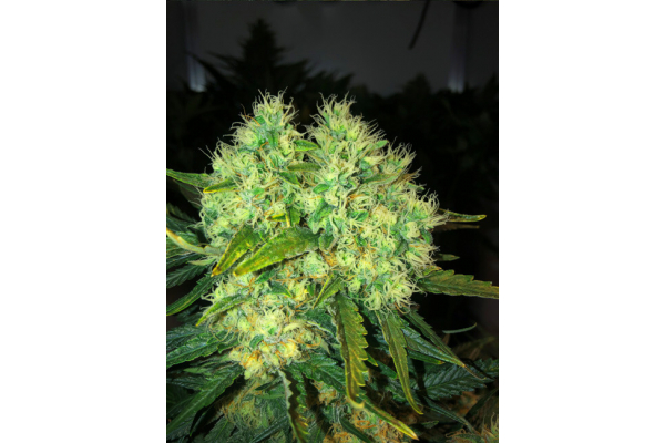 Critical (Royal Queen Seeds) feminized Critical (Royal Queen Seeds) feminized