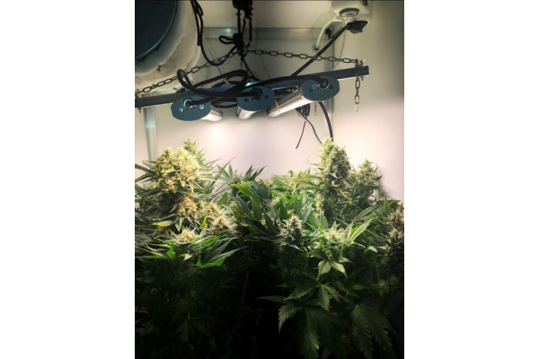 Critical (Royal Queen Seeds) feminized Critical (Royal Queen Seeds) feminized