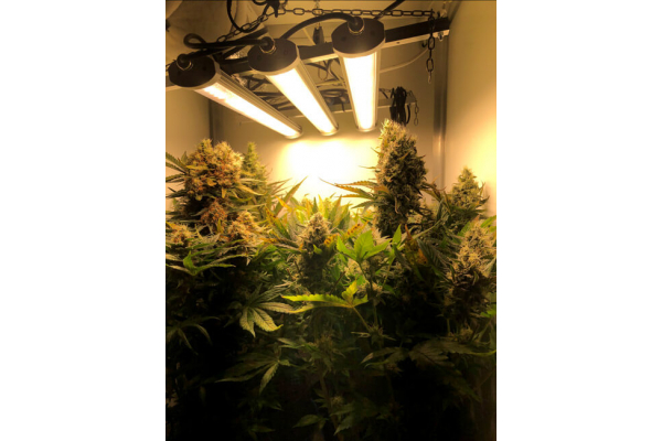 Critical (Royal Queen Seeds) feminized Critical (Royal Queen Seeds) feminized