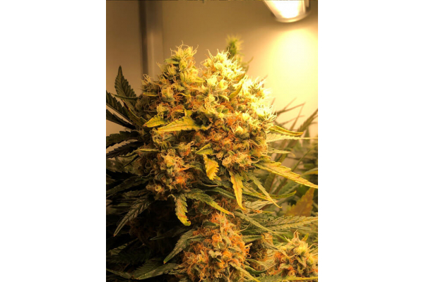 Critical (Royal Queen Seeds) feminized Critical (Royal Queen Seeds) feminized