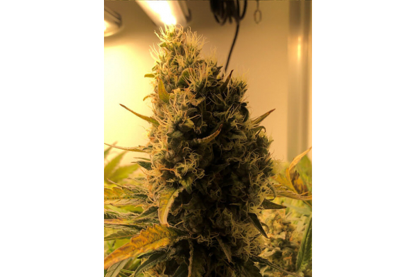 Critical (Royal Queen Seeds) feminized Critical (Royal Queen Seeds) feminized