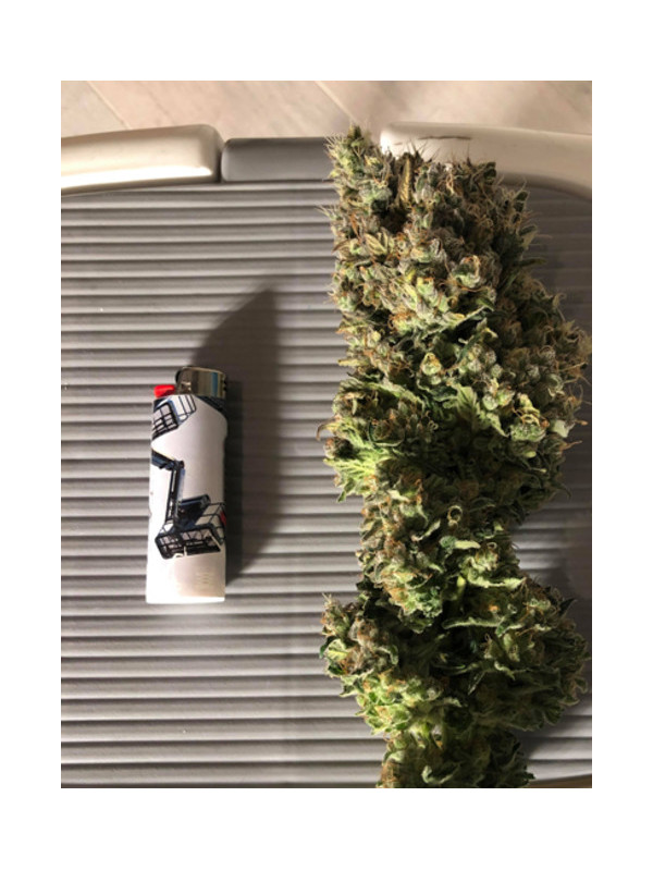 Critical (Royal Queen Seeds) feminized Critical (Royal Queen Seeds) feminized