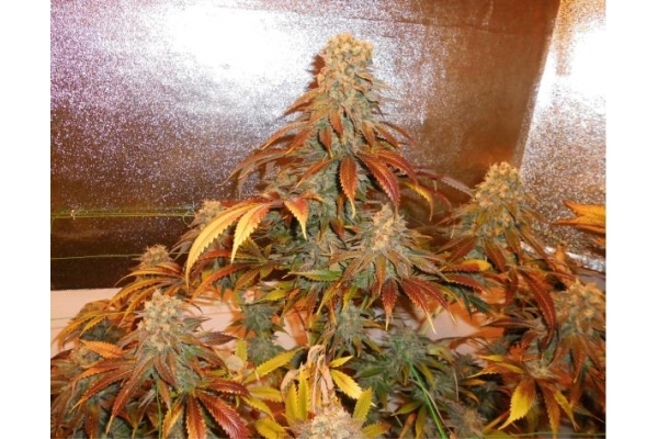 Royal Moby (Royal Queen Seeds) feminized